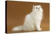 Cats, Persian Chinchilla-null-Stretched Canvas