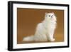 Cats, Persian Chinchilla-null-Framed Photographic Print