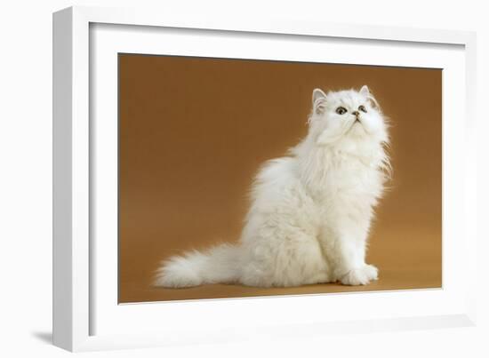 Cats, Persian Chinchilla-null-Framed Photographic Print