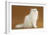 Cats, Persian Chinchilla-null-Framed Photographic Print