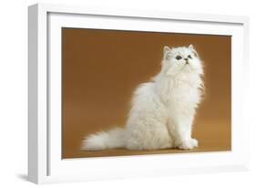 Cats, Persian Chinchilla-null-Framed Photographic Print