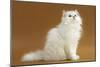 Cats, Persian Chinchilla-null-Mounted Photographic Print