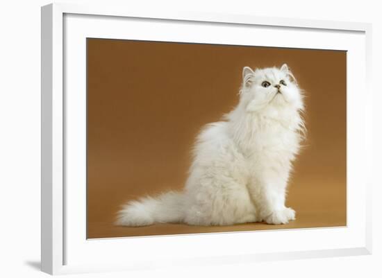 Cats, Persian Chinchilla-null-Framed Photographic Print