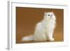 Cats, Persian Chinchilla-null-Framed Photographic Print