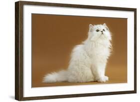 Cats, Persian Chinchilla-null-Framed Photographic Print