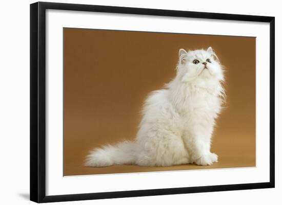 Cats, Persian Chinchilla-null-Framed Photographic Print