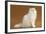 Cats, Persian Chinchilla-null-Framed Photographic Print