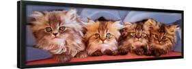 Cats under Blanket-null-Framed Poster