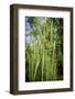 Cattails along the lake, Whitewater Memorial State Park, Indiana, USA.-Anna Miller-Framed Photographic Print