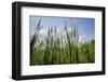 Cattails along the lake, Whitewater Memorial State Park, Indiana, USA.-Anna Miller-Framed Photographic Print