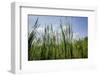 Cattails along the lake, Whitewater Memorial State Park, Indiana, USA.-Anna Miller-Framed Photographic Print