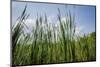 Cattails along the lake, Whitewater Memorial State Park, Indiana, USA.-Anna Miller-Mounted Photographic Print