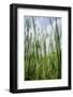 Cattails along the lake, Whitewater Memorial State Park, Indiana, USA.-Anna Miller-Framed Photographic Print