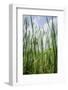 Cattails along the lake, Whitewater Memorial State Park, Indiana, USA.-Anna Miller-Framed Photographic Print