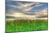 Cattails and Sky-Robert Goldwitz-Mounted Photographic Print