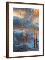 Cattails At Dusk-Anthony Paladino-Framed Giclee Print