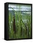 Cattails in Pond, Stockbridge, Berkshires, Massachusetts, USA-Lisa S. Engelbrecht-Framed Stretched Canvas