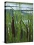 Cattails in Pond, Stockbridge, Berkshires, Massachusetts, USA-Lisa S. Engelbrecht-Stretched Canvas