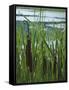 Cattails in Pond, Stockbridge, Berkshires, Massachusetts, USA-Lisa S. Engelbrecht-Framed Stretched Canvas