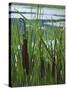 Cattails in Pond, Stockbridge, Berkshires, Massachusetts, USA-Lisa S. Engelbrecht-Stretched Canvas