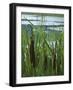 Cattails in Pond, Stockbridge, Berkshires, Massachusetts, USA-Lisa S. Engelbrecht-Framed Photographic Print