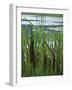 Cattails in Pond, Stockbridge, Berkshires, Massachusetts, USA-Lisa S. Engelbrecht-Framed Photographic Print