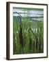 Cattails in Pond, Stockbridge, Berkshires, Massachusetts, USA-Lisa S. Engelbrecht-Framed Photographic Print