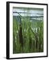 Cattails in Pond, Stockbridge, Berkshires, Massachusetts, USA-Lisa S. Engelbrecht-Framed Photographic Print