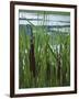 Cattails in Pond, Stockbridge, Berkshires, Massachusetts, USA-Lisa S. Engelbrecht-Framed Photographic Print