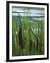 Cattails in Pond, Stockbridge, Berkshires, Massachusetts, USA-Lisa S. Engelbrecht-Framed Photographic Print