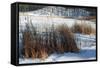 Cattails In Snow Covered Landscapes-Anthony Paladino-Framed Stretched Canvas