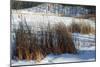 Cattails In Snow Covered Landscapes-Anthony Paladino-Mounted Giclee Print