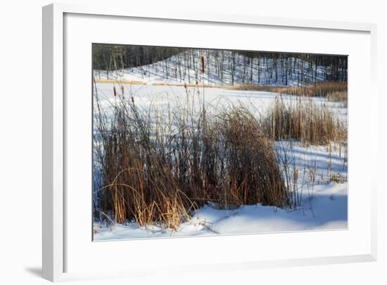 Cattails In Snow Covered Landscapes-Anthony Paladino-Framed Giclee Print