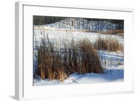 Cattails In Snow Covered Landscapes-Anthony Paladino-Framed Giclee Print