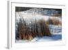 Cattails In Snow Covered Landscapes-Anthony Paladino-Framed Giclee Print
