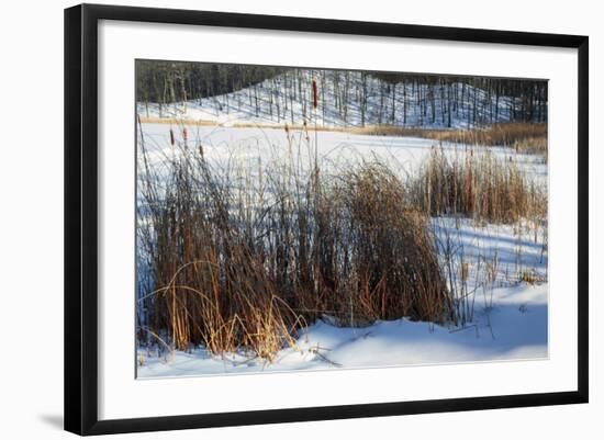 Cattails In Snow Covered Landscapes-Anthony Paladino-Framed Giclee Print