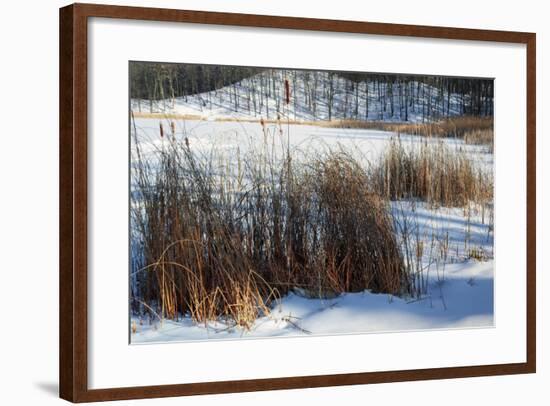 Cattails In Snow Covered Landscapes-Anthony Paladino-Framed Giclee Print