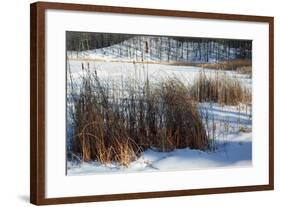 Cattails In Snow Covered Landscapes-Anthony Paladino-Framed Giclee Print