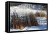 Cattails In Snow Covered Landscapes-Anthony Paladino-Framed Stretched Canvas