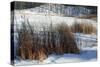 Cattails In Snow Covered Landscapes-Anthony Paladino-Stretched Canvas
