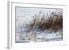 Cattails In Snow-Anthony Paladino-Framed Giclee Print