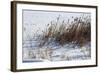 Cattails In Snow-Anthony Paladino-Framed Giclee Print