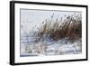 Cattails In Snow-Anthony Paladino-Framed Giclee Print