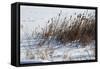 Cattails In Snow-Anthony Paladino-Framed Stretched Canvas