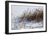 Cattails In Snow-Anthony Paladino-Framed Giclee Print