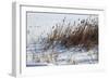 Cattails In Snow-Anthony Paladino-Framed Giclee Print