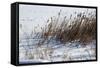 Cattails In Snow-Anthony Paladino-Framed Stretched Canvas