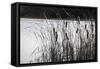 Cattails In Wind And Snow-Anthony Paladino-Framed Stretched Canvas