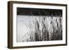 Cattails In Wind And Snow-Anthony Paladino-Framed Giclee Print