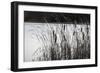 Cattails In Wind And Snow-Anthony Paladino-Framed Giclee Print